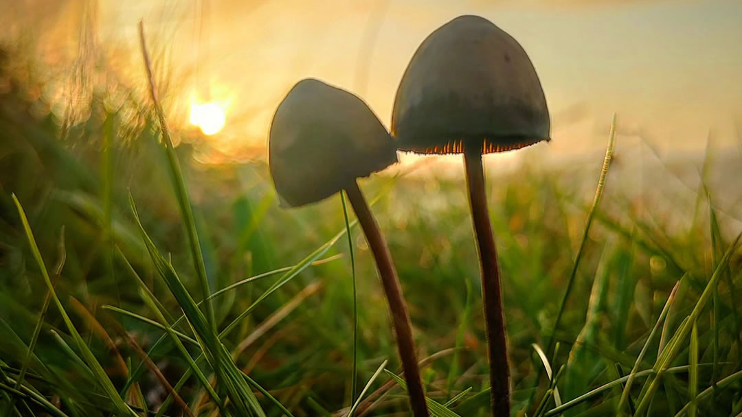 Toadstools and a Shetland sunset