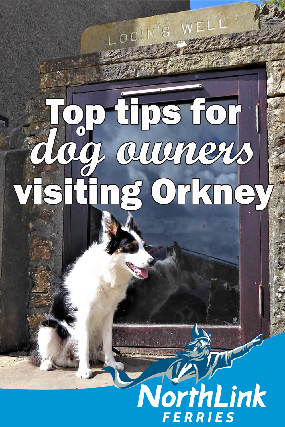 Top tips for dog owners visiting Orkney