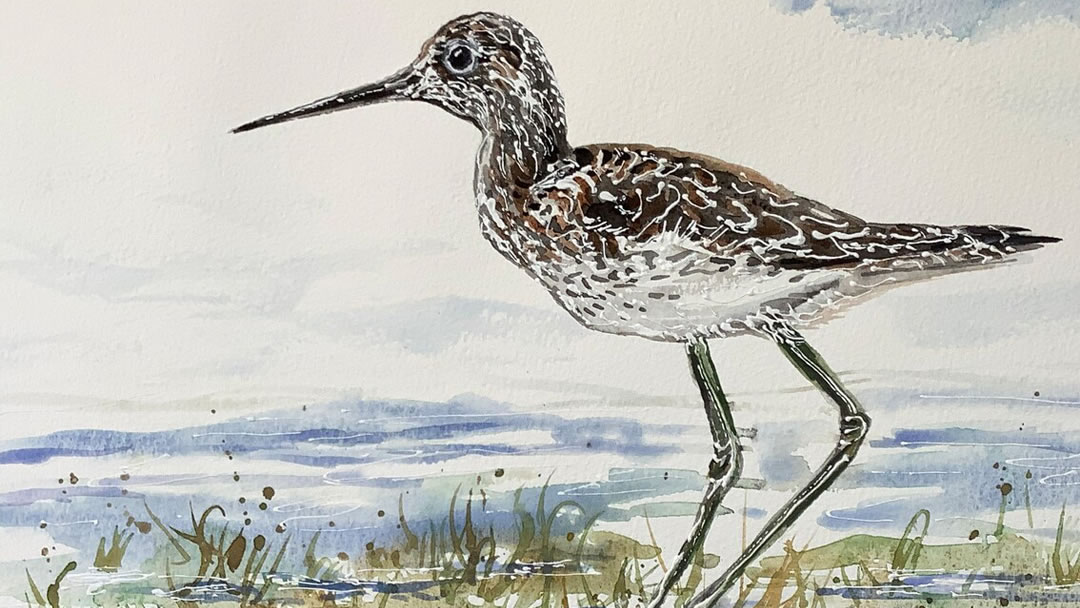 Greenshank Wader bird wildlife watercolour and acrylics Elaine Rapson-Grant original art work