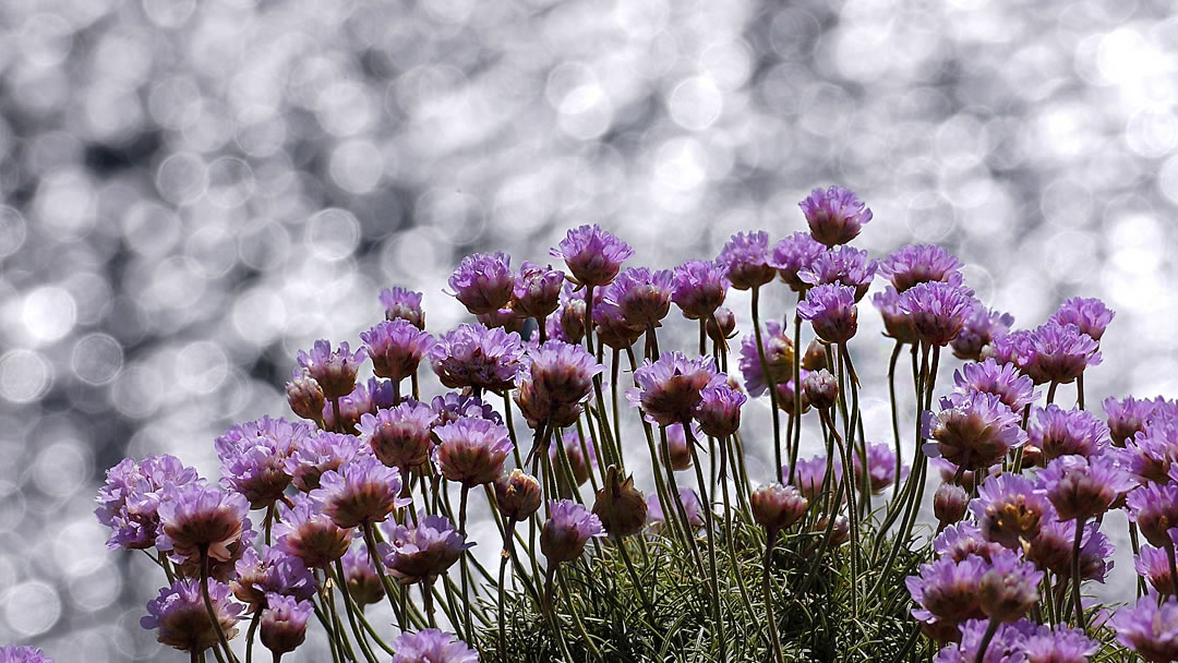 Thrift (Armeria maritima)