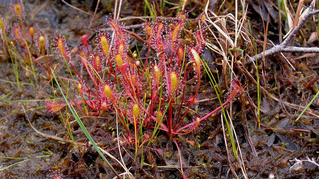 Sundew (Drosera anglica)