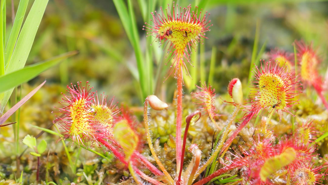 Sundew (Drosera rotundifolia)