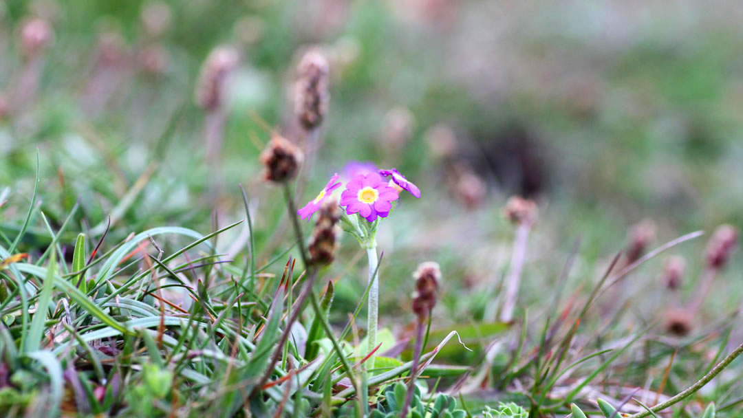 Primula Scotica: The Scottish Primrose