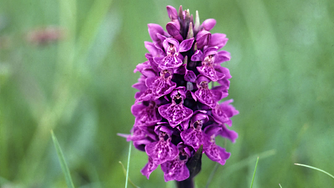 Northern Marsh Orchid (Dactylorhiza purpurella)