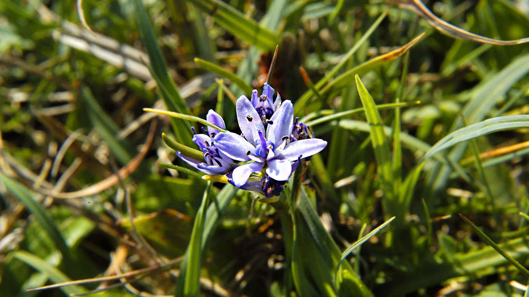 Spring Squill (Scilla Verna)