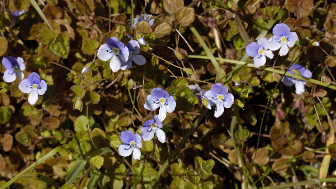 Speedwells (Veronica spp.)