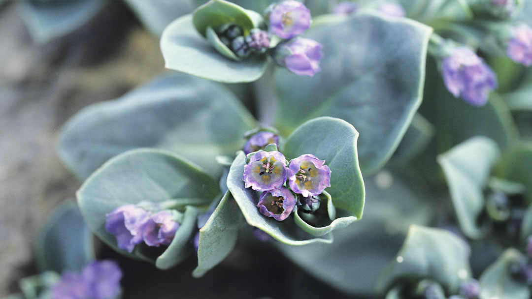 Oysterplant (Mertensia maritima)