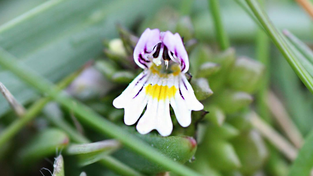 Eyebright (Euphrasia spp.)