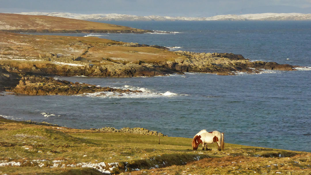 A pony and ruins on Shetland's wild shore