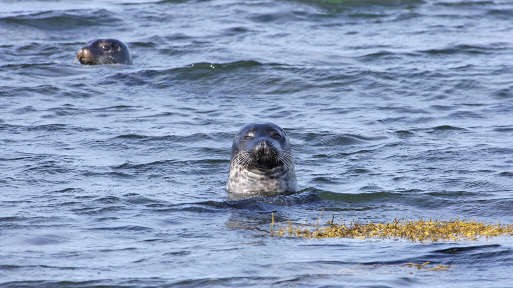 A seal in Orkney waters