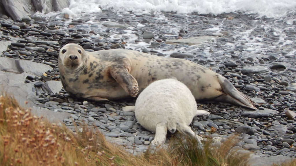 Seal mum feeding her pup