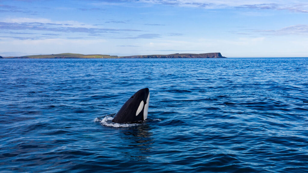 An orca in Shetland waters