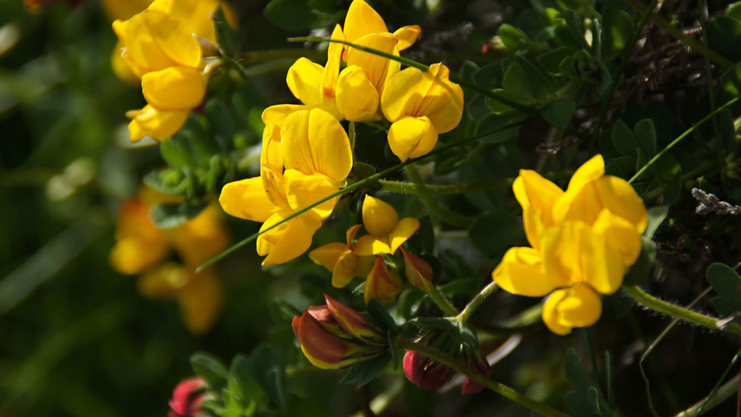 Bird's-foot Trefoil (Lotus corniculatus), Norwick