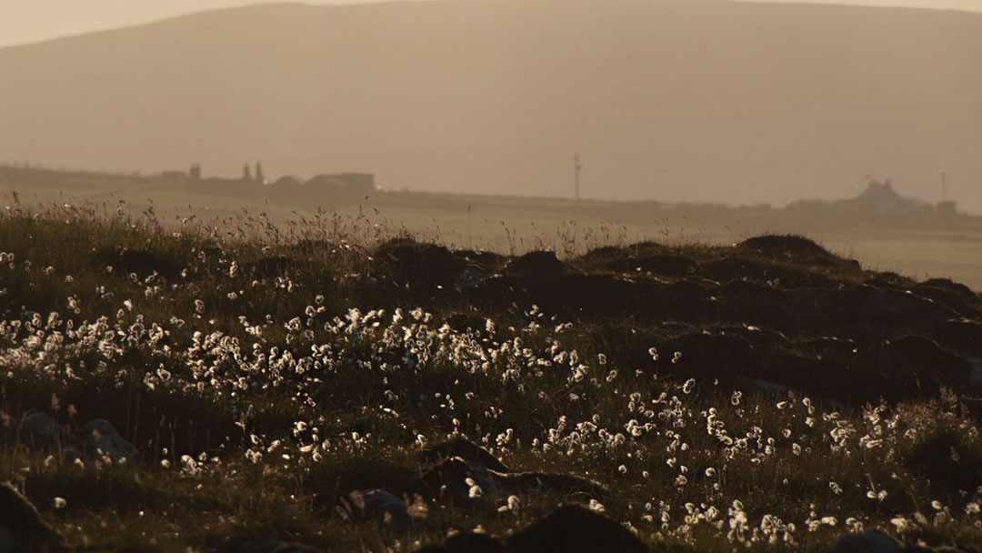 Bog cotton in the westering sun, Setters, Haroldswick