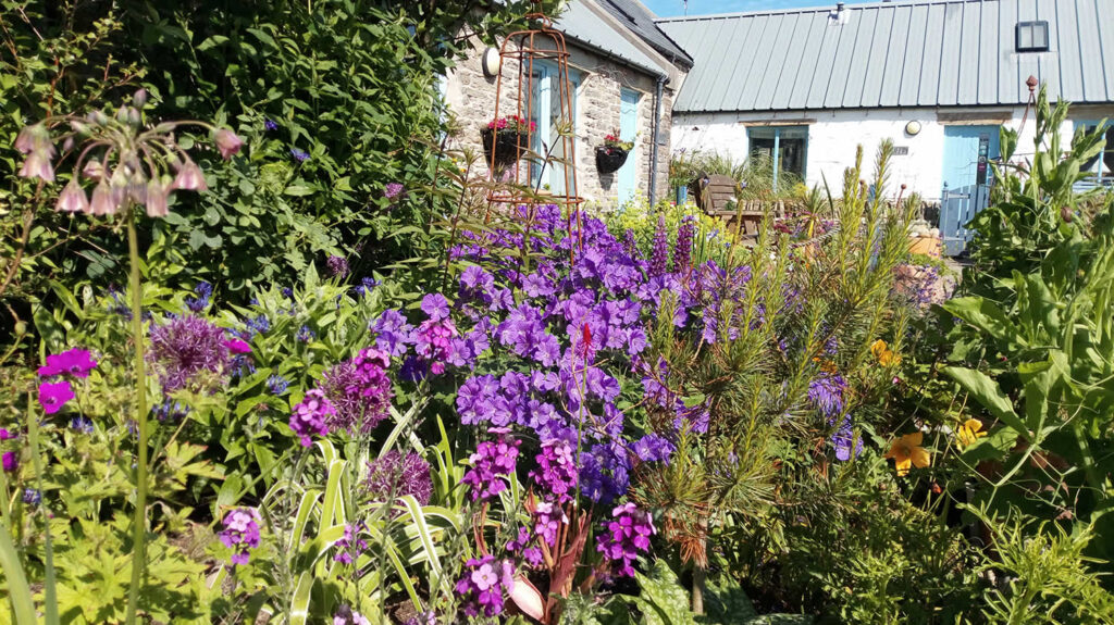 Caroline's garden in the Orkney Islands