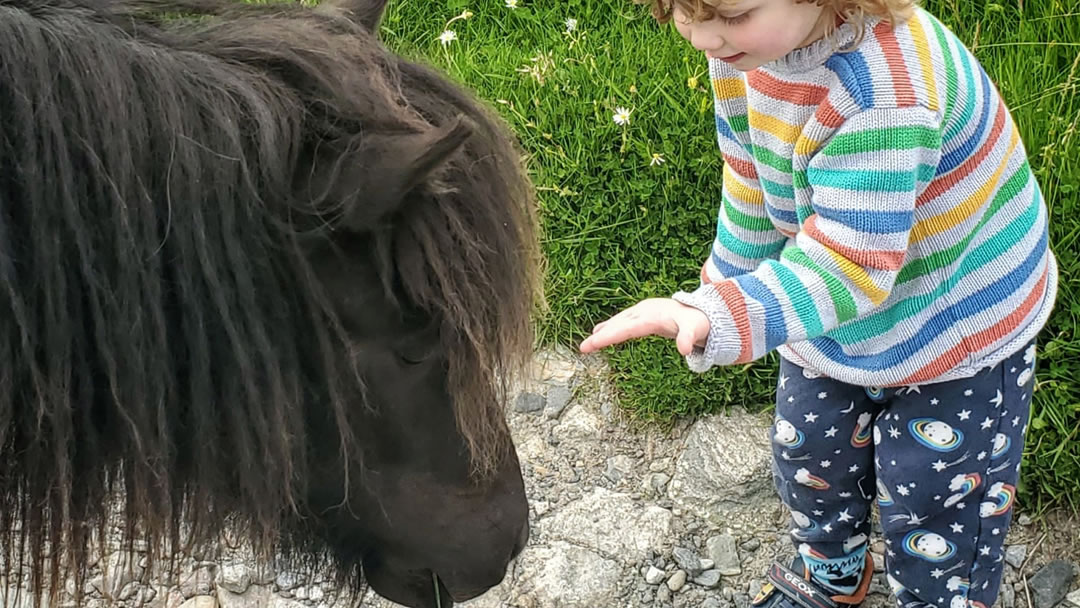 Finn enjoys feeding a friendly Shetland pony.