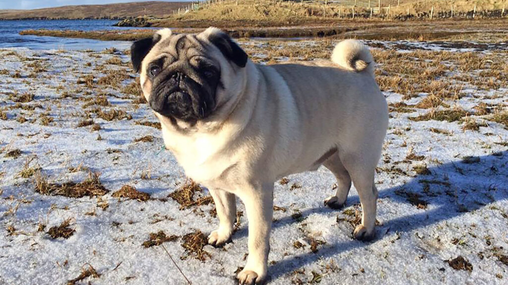 Dougal the pug in Shetland