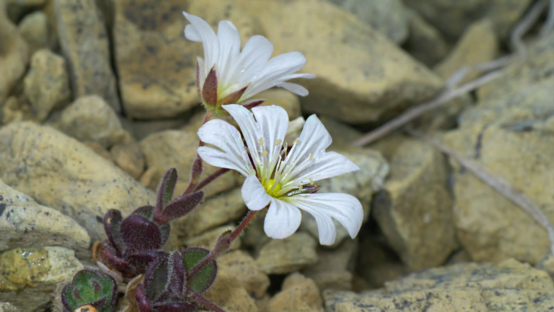 Edmondston chickweed Unst