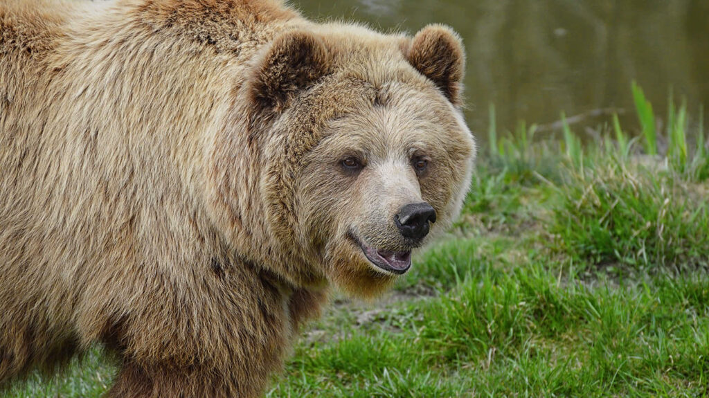 European Brown Bear