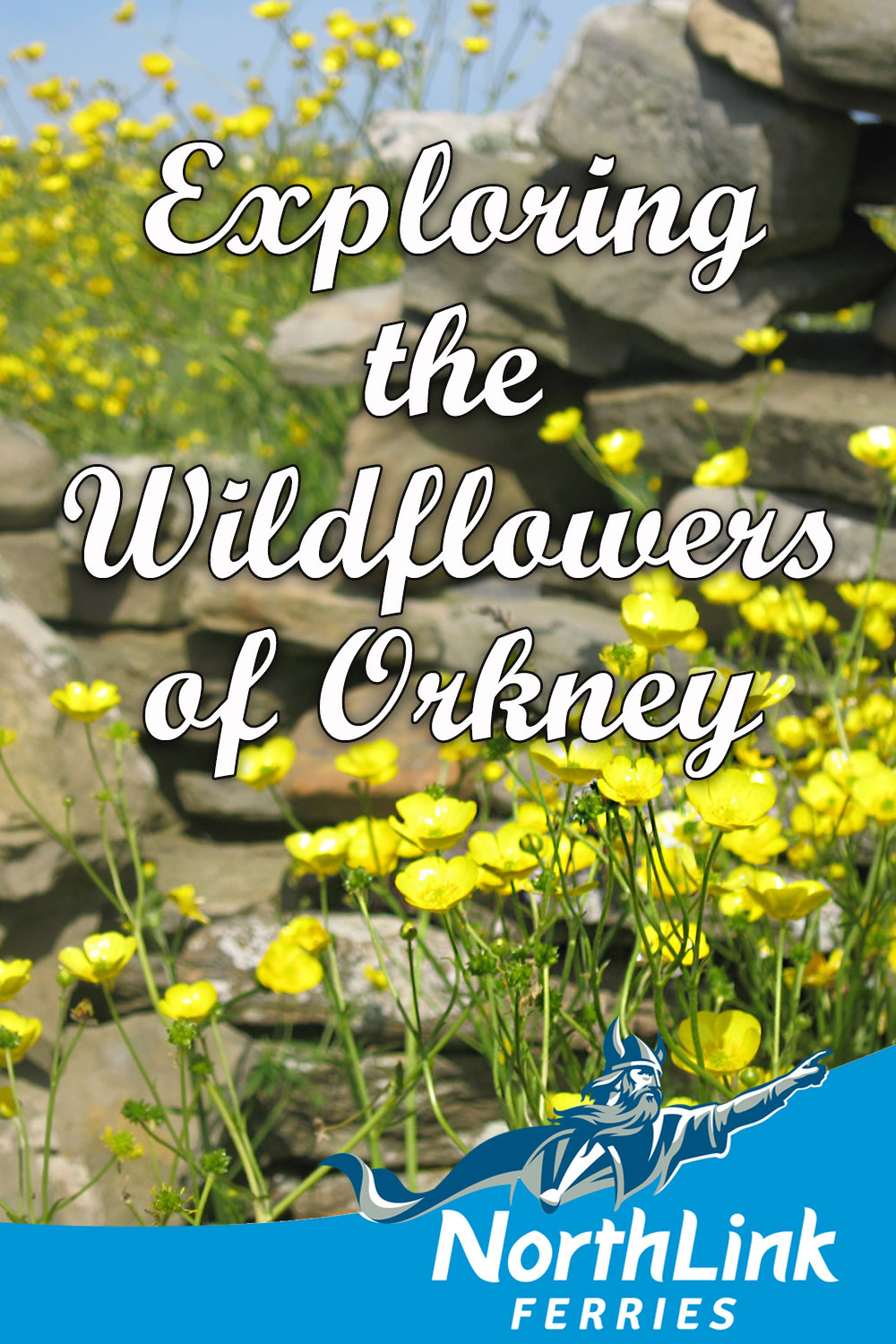 Exploring the Wildflowers of Orkney