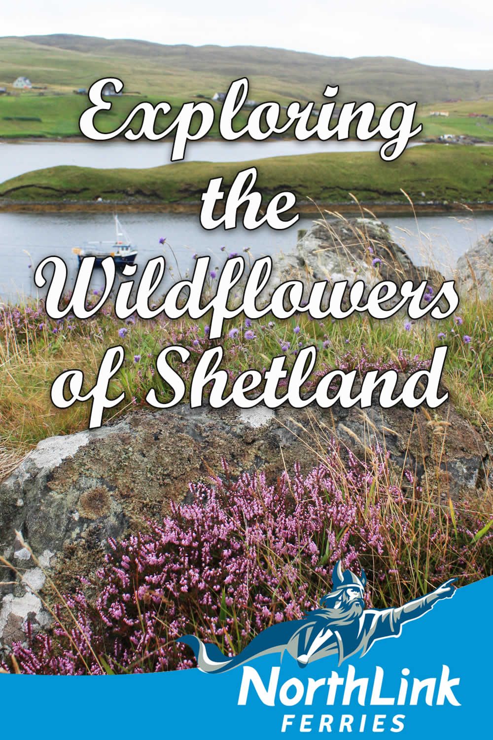 Exploring the Wildflowers of Shetland