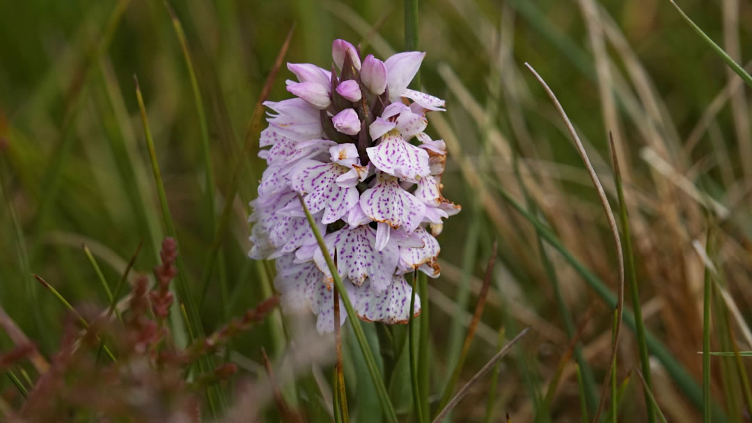 Heath Spotted Orchid (Dactylorhiza maculata), Burrafirth