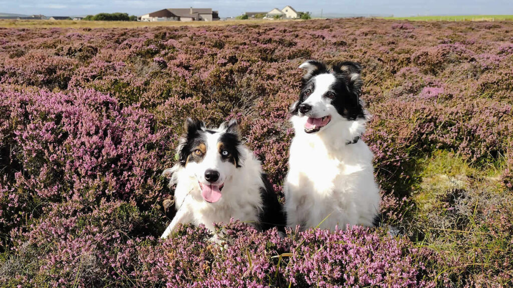 Jess and Sheba in the heather in Stenness, Orkney