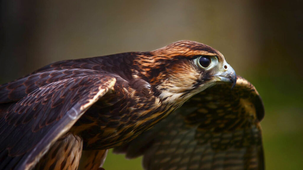 A lanner falcon at Skaill House Falconry