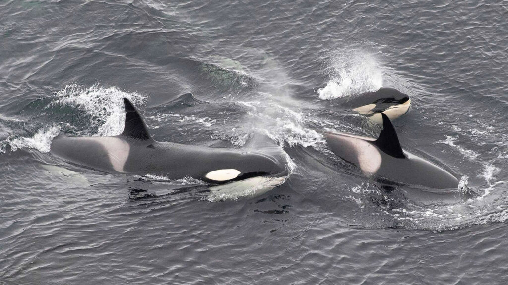 Orcas in Shetland
