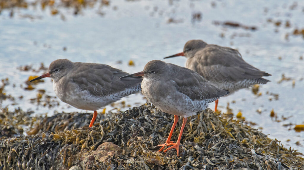 Redshank on Scapa beach