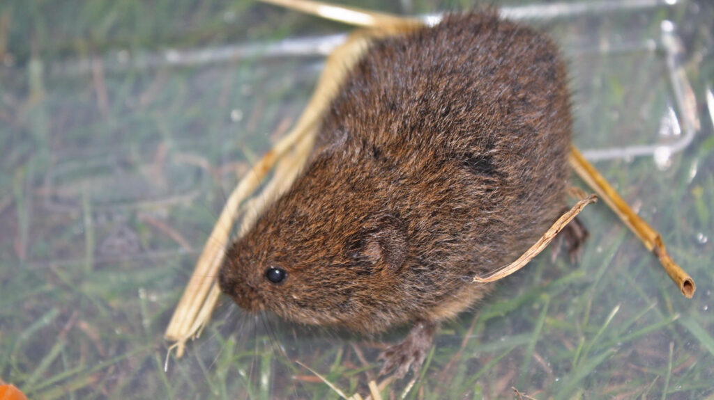 An Orkney vole