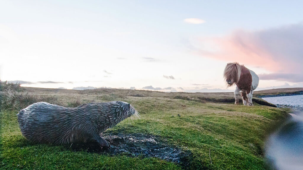 Otter and Shetland pony