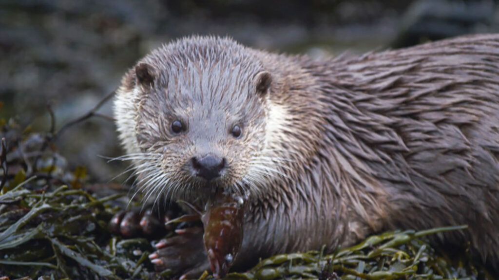 Otter in Shetland