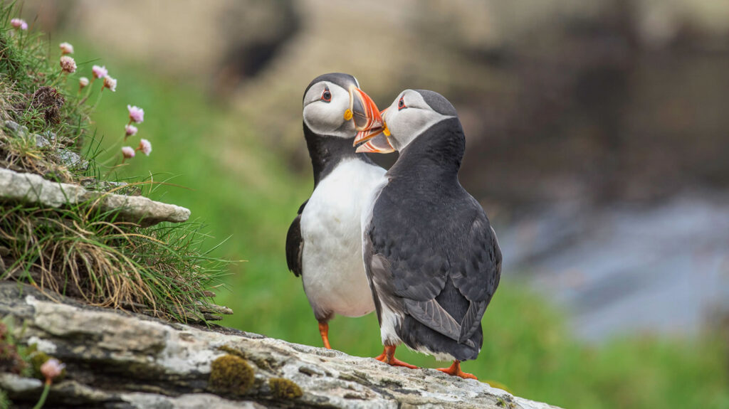 Puffins in Westray, Orkney