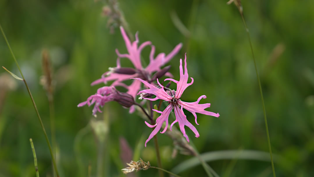 Ragged Robin (Lychnis flos-cuculi), Skaw