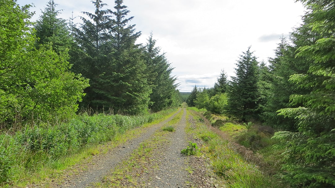 Rumster Forest has many clear signposted trails to follow