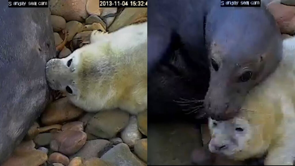 Feeding time for a seal pup