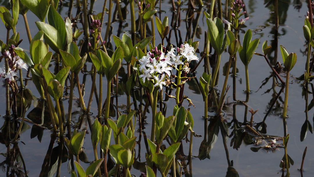 Shetland Bogbean