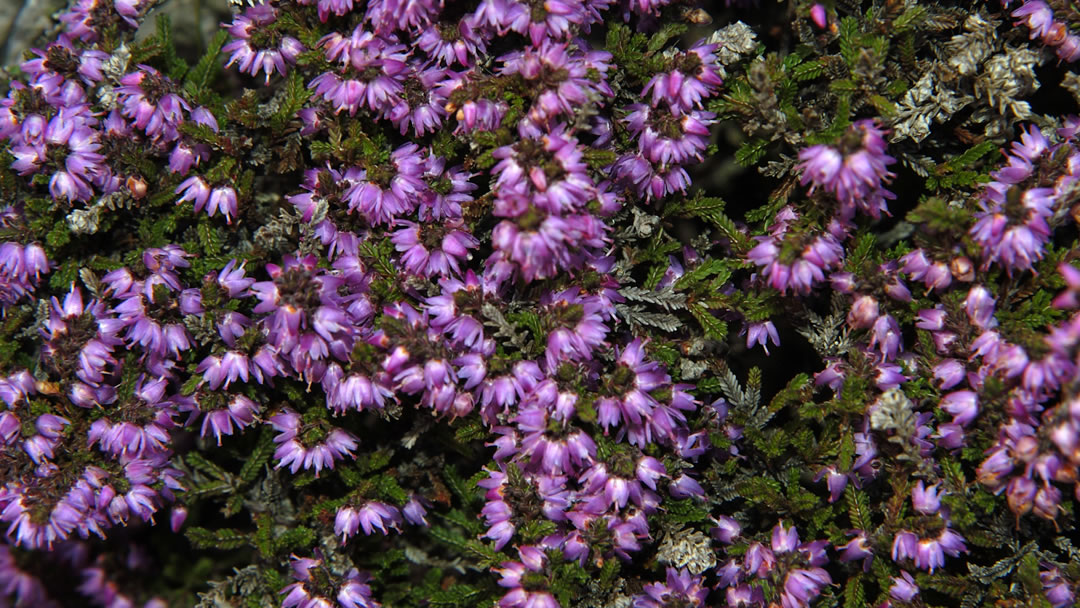 Shetland Heather