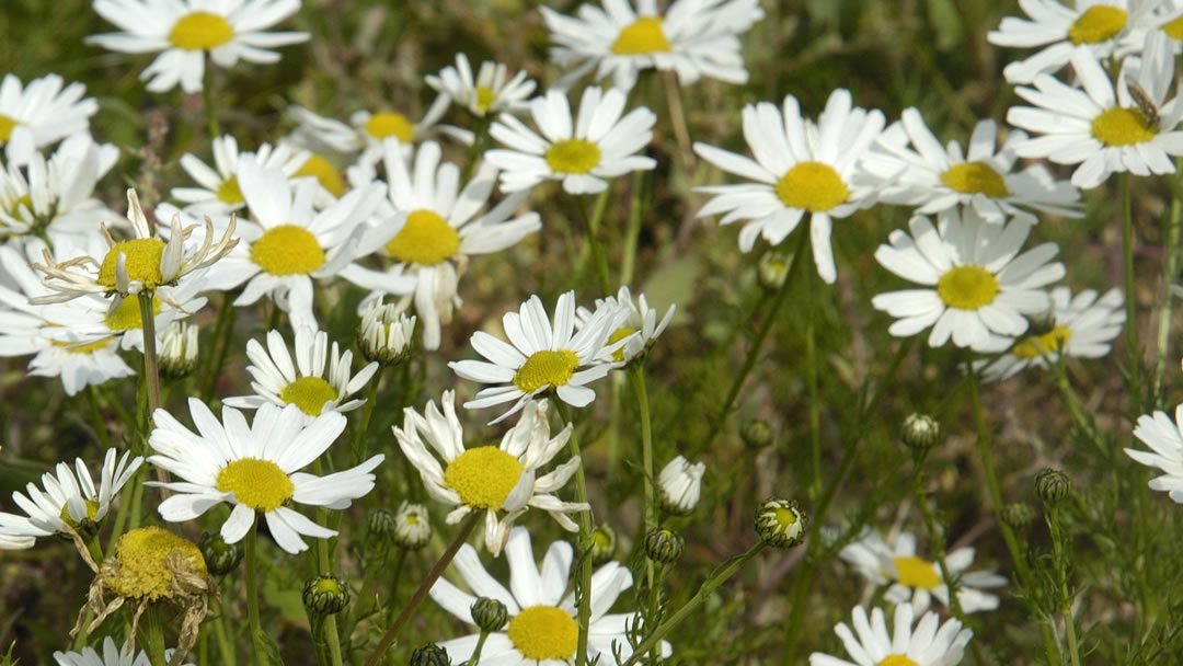 Shetland Mayweed