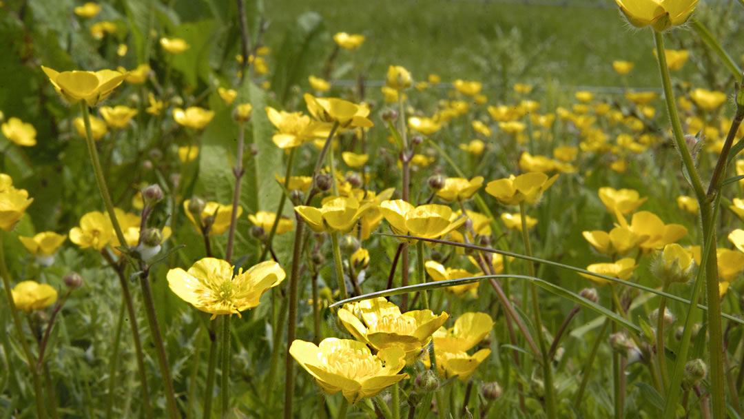 Shetland Meadow Buttercup