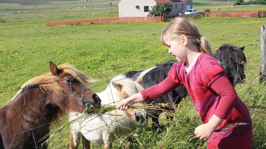Petting Shetland Ponies