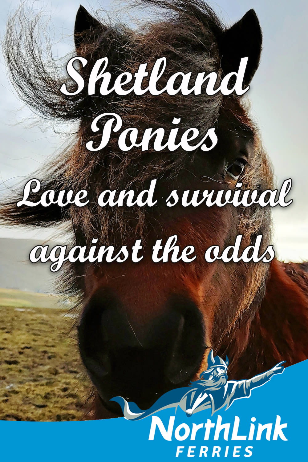 Windswept Shetland Pony