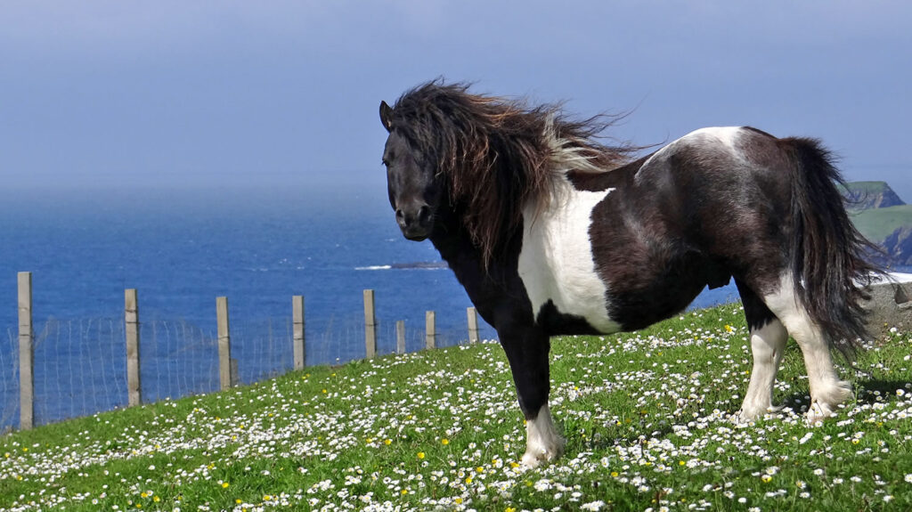 Shetland Pony at Bigton