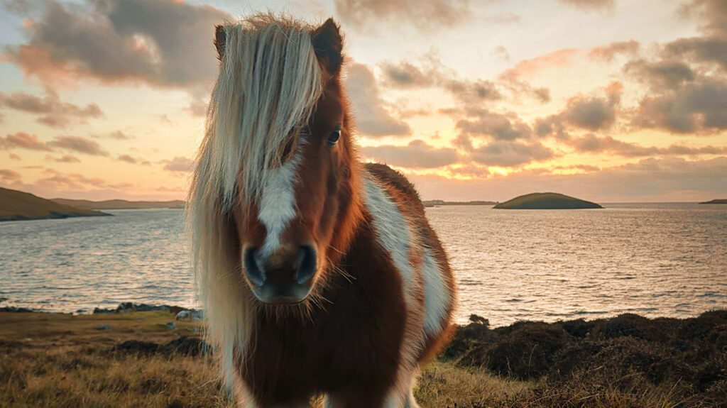 A Shetland Pony at dusk