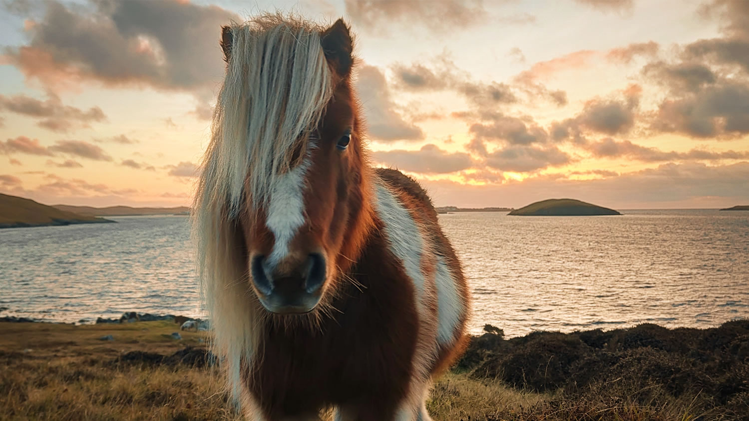 Shetland Ponies: Love and survival against the odds