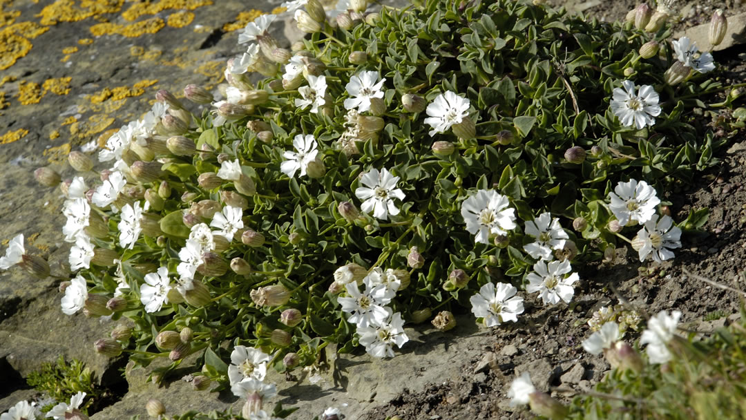 Shetland Sea Campion Charles Tait