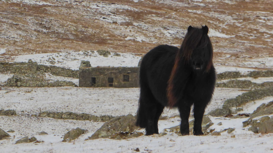 Shetland ponies can survive in bleak winter conditions