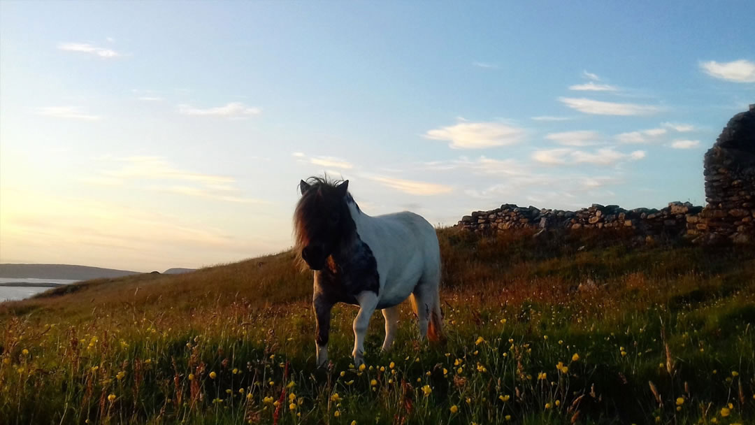 A Shetland pony in a field of wildflowers