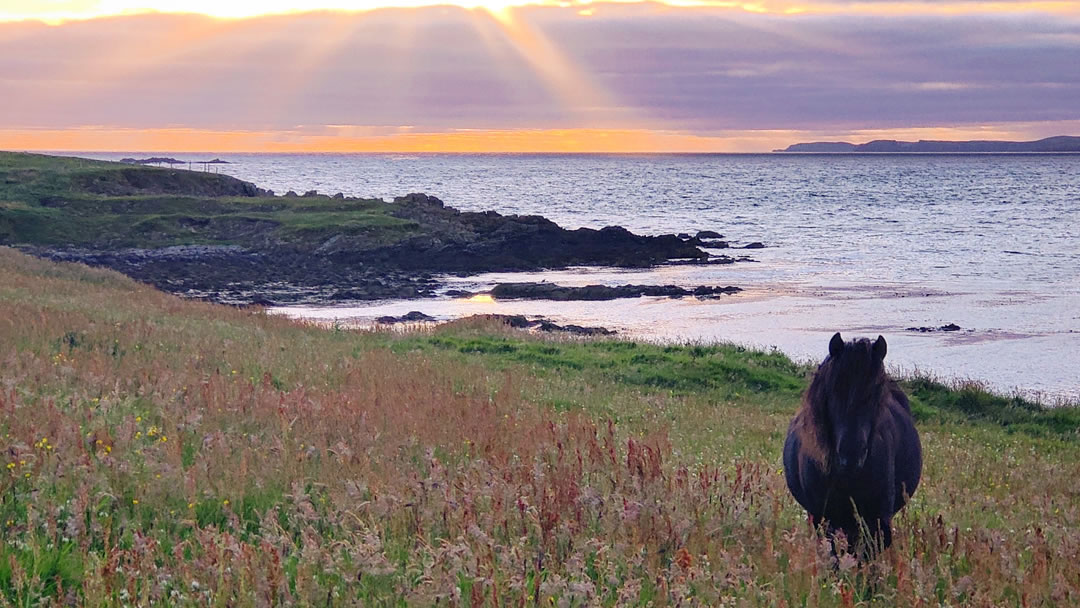 Shetland Ponies can be seen throughout the islands grazing in the landscape